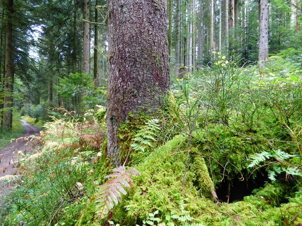 Gäurandweg kurz vor der Lautermühle
