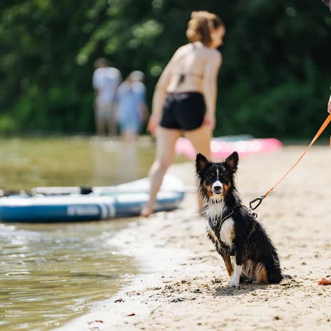 Hundestrand am Allersee Frau mit Hund am Hundestrandabschnitt.