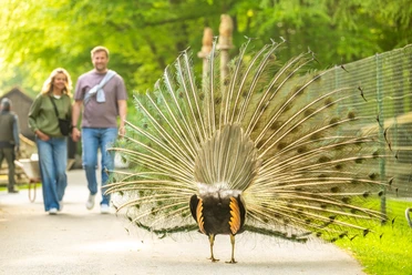 Herford-Tierpark-2025-116-©Teutoburger Wald - WfG Herford - D. Ketz.jpg Ein Pfau breitet seine Federpracht auf einem Pfad aus, während ein Paar im Hintergrund den Park erkundet.