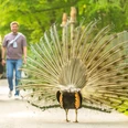 Herford-Tierpark-2025-116-©Teutoburger Wald - WfG Herford - D. Ketz.jpg Ein Pfau breitet seine Federpracht auf einem Pfad aus, während ein Paar im Hintergrund den Park erkundet.