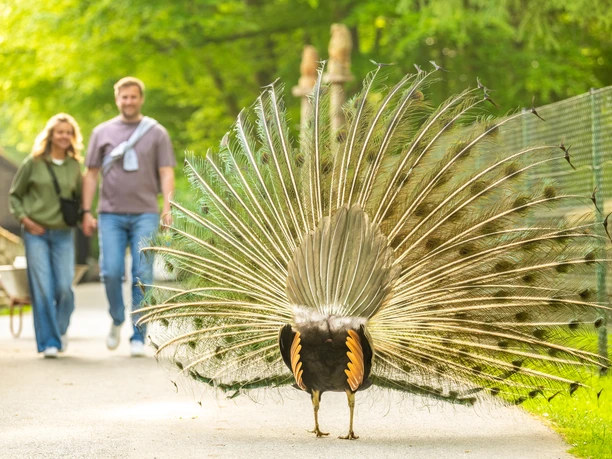 Herford-Tierpark-2025-116-©Teutoburger Wald - WfG Herford - D. Ketz.jpg Ein Pfau breitet seine Federpracht auf einem Pfad aus, während ein Paar im Hintergrund den Park erkundet.