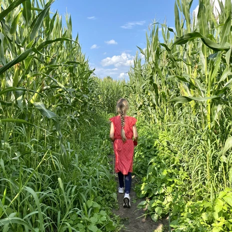 Maislabyrinth Meutstege in Haren (Ems) - Sommer2021 ©Naturpark Moor-Veenland (2) (1).JPEG