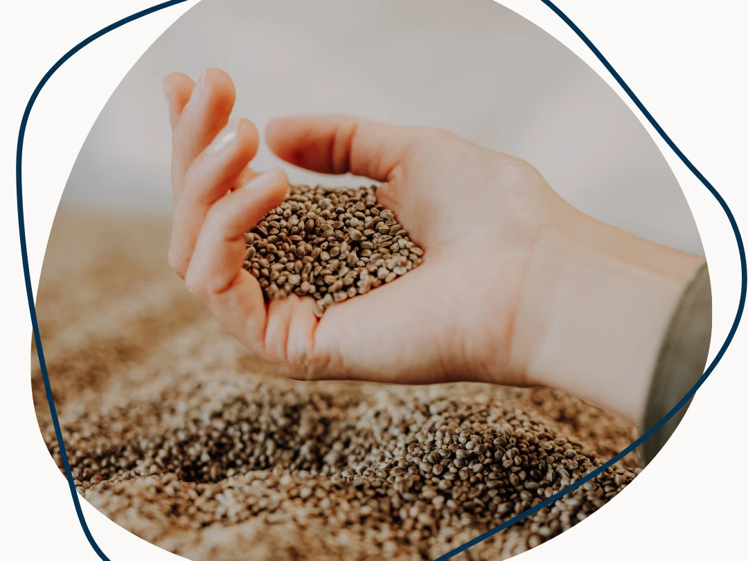 Die Ölmühle kennenlernen Antje (1).png Geöffnete Hand mit Samen oder Körnern