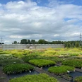 Bild1.jpg Das Bild zeigt eine große Gärtnerei mit zahlreichen Gewächshäusern im Hintergrund. Über dem Gelände ziehen Wolken am Himmel entlang, während im Vordergrund üppige Pflanzen in geraden Reihen angeordnet sind. Strommasten rahmen die Szene ein.