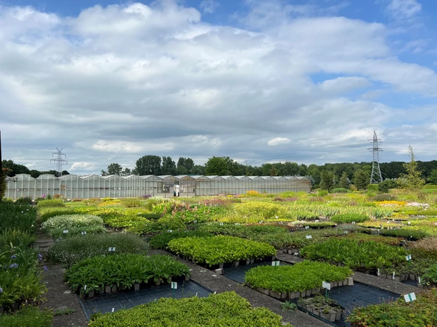 Bild1.jpg Das Bild zeigt eine große Gärtnerei mit zahlreichen Gewächshäusern im Hintergrund. Über dem Gelände ziehen Wolken am Himmel entlang, während im Vordergrund üppige Pflanzen in geraden Reihen angeordnet sind. Strommasten rahmen die Szene ein.