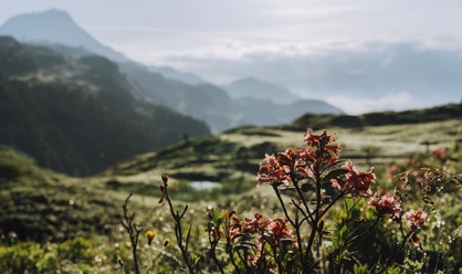 Alpengarten im Sommer bei der Villa Cassel in der Aletsch Arena