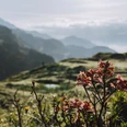 Alpengarten im Sommer bei der Villa Cassel in der Aletsch Arena
