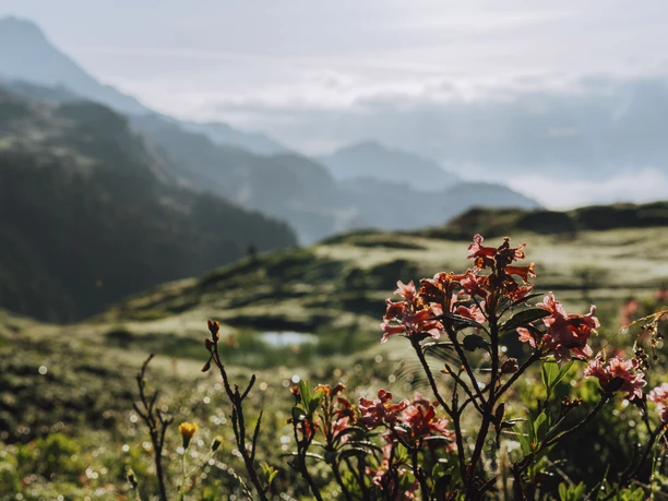 Alpengarten im Sommer bei der Villa Cassel in der Aletsch Arena Alpengarten im Sommer bei der Villa Cassel in der Aletsch Arena