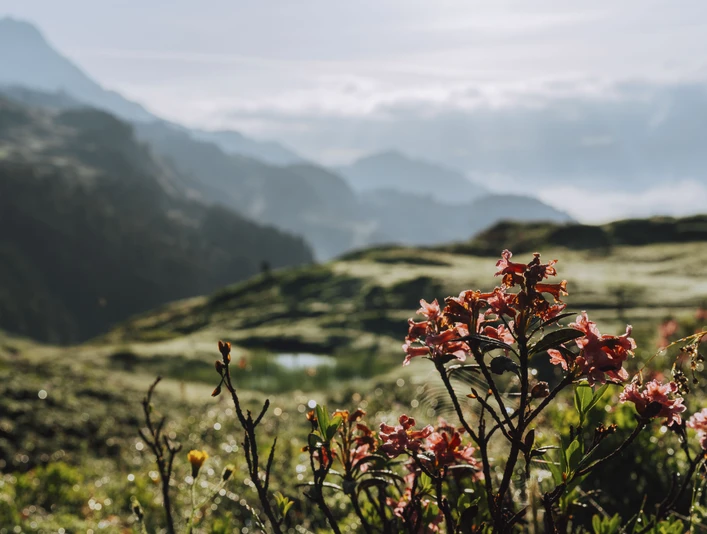 Alpengarten im Sommer bei der Villa Cassel in der Aletsch Arena Alpengarten im Sommer bei der Villa Cassel in der Aletsch Arena