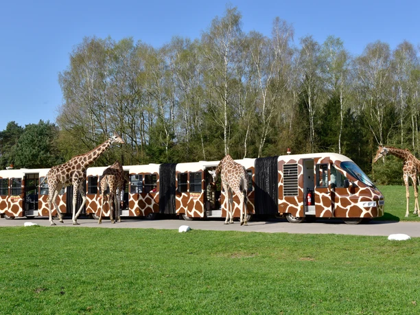 Mit dem Safari Express durch den Serengeti Park Nicht nur mit dem Bus, man kann auch mit dem Safari Express durch den Serengeti Park fahren