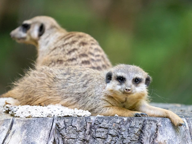 Die Erdmännchen sind sehr beliebt in der Dschungel Safari Erdmännchen im Serengeti Park mögen die Kinder
