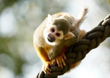 Totenkopfäffchen im begehbaren Gehege des Serengeti Parks Geh durch das Affengehege im Serengeti Park