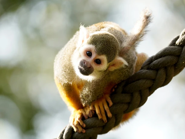 Totenkopfäffchen im begehbaren Gehege des Serengeti Parks Geh durch das Affengehege im Serengeti Park