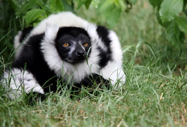 Ein Vari in dem begehbaren Gehege der Dschungel-Safari Durch das Affengehege gehen kann man in der Dschungel Safari im Serengeti Park