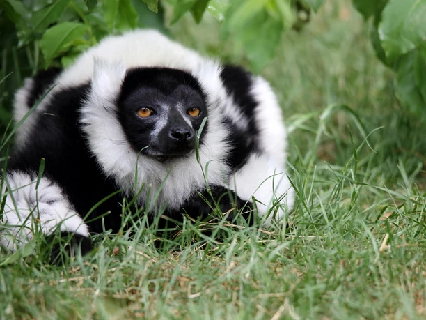 Ein Vari in dem begehbaren Gehege der Dschungel-Safari Durch das Affengehege gehen kann man in der Dschungel Safari im Serengeti Park