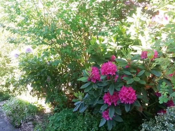 Gartenimpressionen