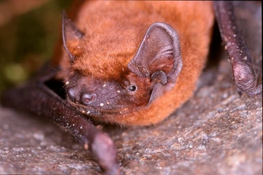 Fledermaus