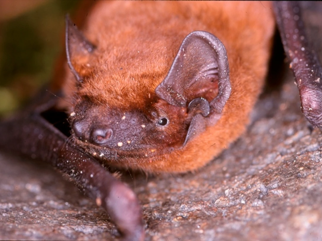 Fledermaus Fledermaus