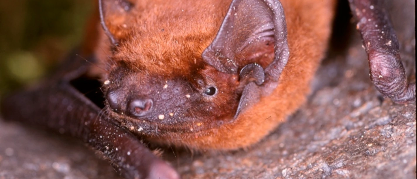 Fledermaus Fledermaus