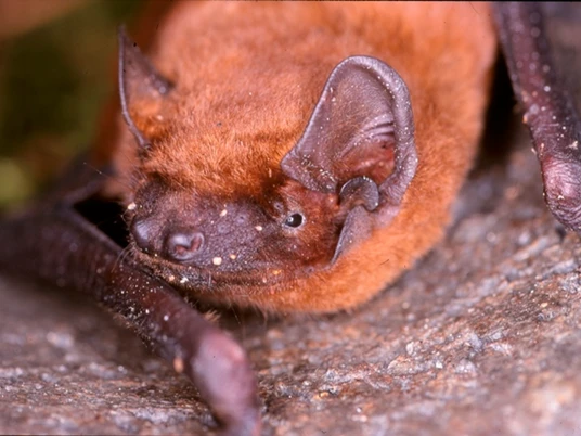 Fledermaus Fledermaus