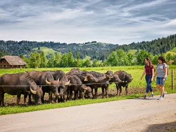 Wasserbüffel Marbach