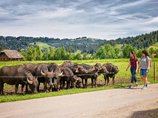 Wasserbüffel Marbach