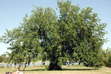 Römerbad Liegewiese mit Blick auf Rhein Der Maulbeerbaum im Römerbad ist eine botanische Rarität. Gepflanzt wurde er in den 1930er-Jahren.