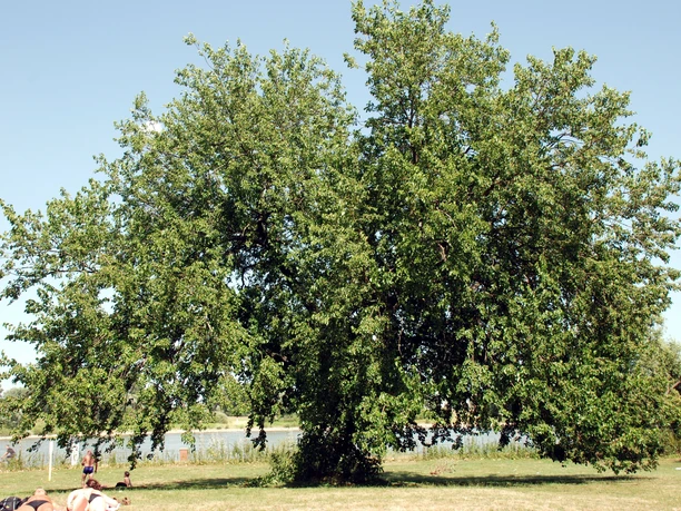 Römerbad Liegewiese mit Blick auf Rhein Der Maulbeerbaum im Römerbad ist eine botanische Rarität. Gepflanzt wurde er in den 1930er-Jahren.