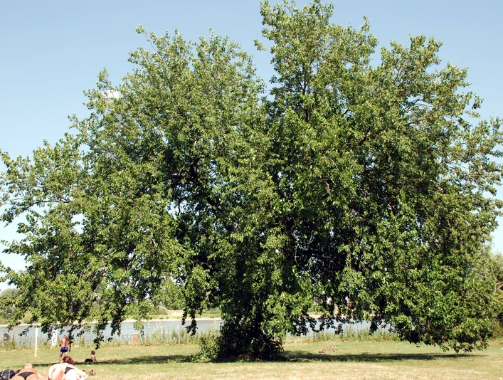 Römerbad Liegewiese mit Blick auf Rhein Der Maulbeerbaum im Römerbad ist eine botanische Rarität. Gepflanzt wurde er in den 1930er-Jahren.