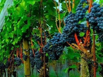 Trauben.jpg