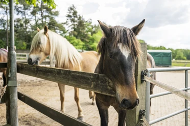 Der Ponyclub Ohlendorf Jugendfarm e.V. Ponys auf dem Ponyclub Ohlendorf Jugendfarm e.V.