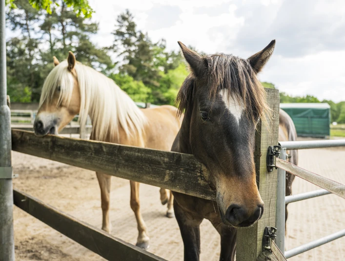 Der Ponyclub Ohlendorf Jugendfarm e.V. Ponys auf dem Ponyclub Ohlendorf Jugendfarm e.V.