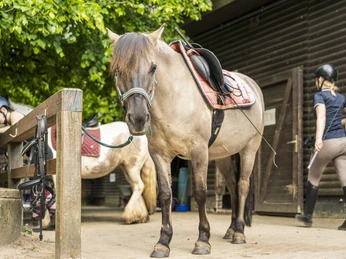 Pony beim Ponyclub Ohlendorf Jugendfarm e.V.