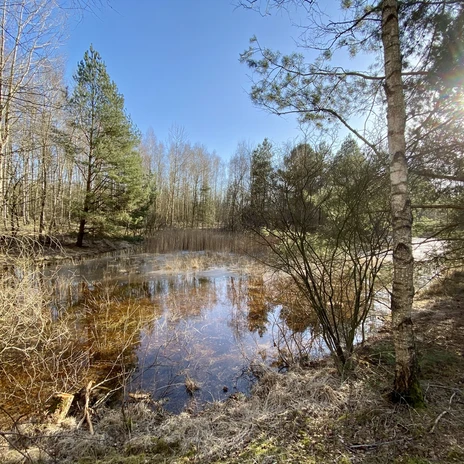 Löwenzahnentdeckertouren Fullener Wald, Meppen ©Naturpark Bourtanger Moor (3).jpeg