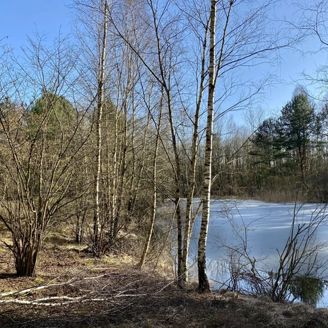 Löwenzahnentdeckertouren Fullener Wald, Meppen ©Naturpark Bourtanger Moor (4).jpeg
