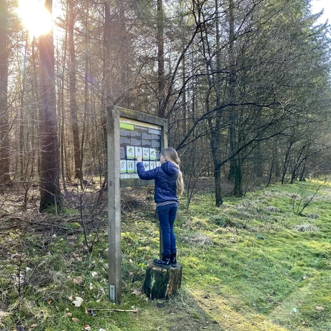 Löwenzahnentdeckertouren Fullener Wald, Meppen ©Naturpark Bourtanger Moor (1).jpeg