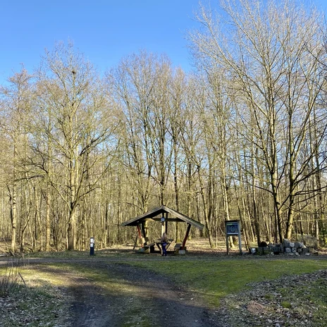 Löwenzahnentdeckertouren Fullener Wald, Meppen ©Naturpark Bourtanger Moor (2).jpeg
