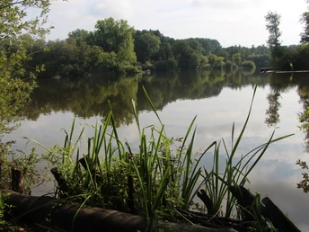 Uferbereich des Hücker Moors mit dichtem Schilf und Holzstämmen, ruhiges Wasser und bewaldeter Hintergrund.
