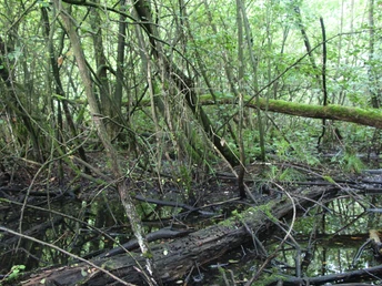 Üppige Vegetation und umgestürzte Bäume prägen die feuchte, moosbewachsene Sumpflandschaft.