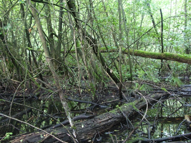 POI_2_Sumpfflächen (2).JPG Üppige Vegetation und umgestürzte Bäume prägen die feuchte, moosbewachsene Sumpflandschaft.