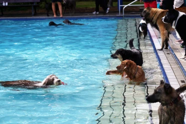 Hundebadetag-Nordseeheilbad-Cuxhaven-2024.jpg