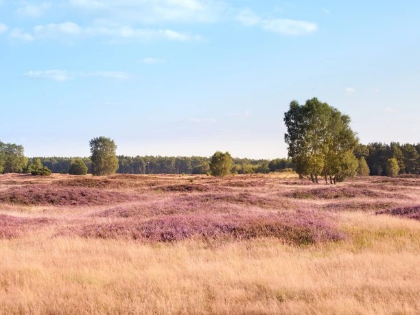 Pestruper Graeberfeld zur Heideblüte Heideblüte im Gräberfeld