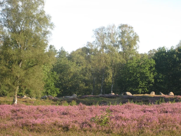Pestruper Gräberfeld im August