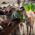 Damwild auf Futtersuche im Wildpark-Reuschenberg, Leverkusen Gruppe von Damwild vor Waldboden mit Zweig zwischen jungem Tier und erwachsenem im Hintergrund.