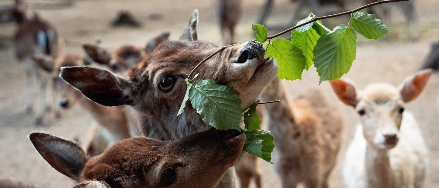 Damwild auf Futtersuche im Wildpark-Reuschenberg, Leverkusen Gruppe von Damwild vor Waldboden mit Zweig zwischen jungem Tier und erwachsenem im Hintergrund.
