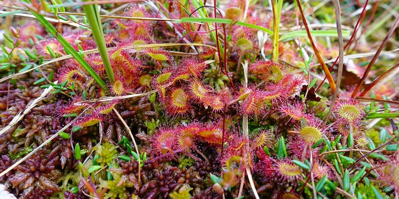 Pflanzen Rundblättriger Sonnentau mit leuchtend roten Tentakeln auf moosbewachsenem Boden in natürlicher Umgebung.