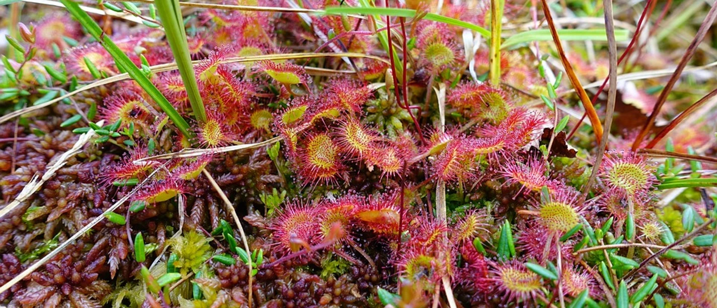 Pflanzen Rundblättriger Sonnentau mit leuchtend roten Tentakeln auf moosbewachsenem Boden in natürlicher Umgebung.