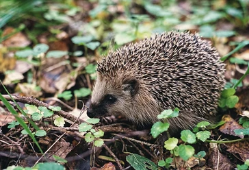 Ein Igel läuft durch herbstliches Laub und Zweige, umgeben von grünen Blättern am Waldboden.