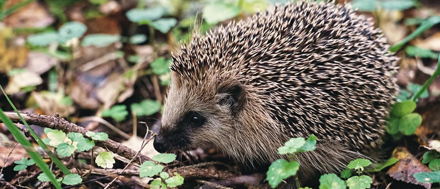 Igel Ein Igel läuft durch herbstliches Laub und Zweige, umgeben von grünen Blättern am Waldboden.
