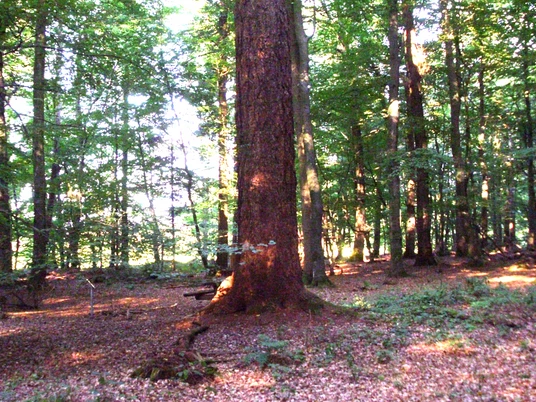 riesendouglasie-westertimke-trojahn-bearbeitet.JPG Riesendouglasie in Westertimke